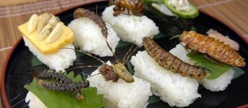 Expo, gli insetti cibo del futuro per far fronte - gazzetta.it