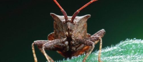 La cimice asiatica, praticamente priva di nemici naturali, minaccia i frutteti italiani