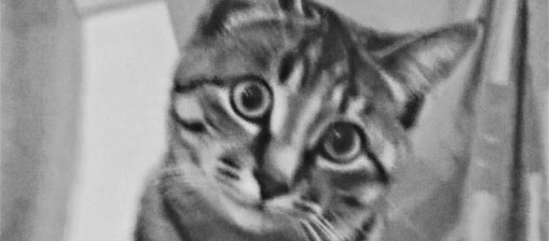 Ecco Kay, la mia gattina di razza europea. Ecco Kay, la mia gattina di razza europea.