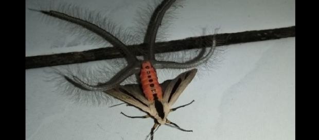 (Foto Divulgação) Foto e vídeo de "bicho estranho" é publicado e gera curiosidade de internautas. (Foto Divulgação) Foto e vídeo de "bicho estranho" é publicado e gera curiosidade de internautas.