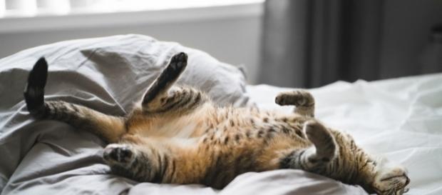 Lazy Sunday | Mitchel Jones | Flickr - flickr.com Lazy Sunday | Mitchel Jones | Flickr - flickr.com