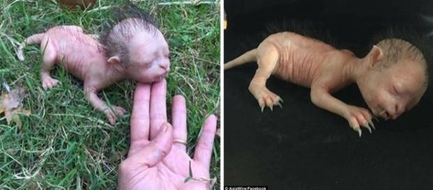 ”Puiul de vârcolac”, creatura bizară care a devenit virală pe internet - Foto: Daily Mail (© AsiaWire/Facebook) ”Puiul de vârcolac”, creatura bizară care a devenit virală pe internet - Foto: Daily Mail (© AsiaWire/Facebook)