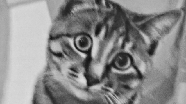 Ecco Kay, la mia gattina di razza europea.