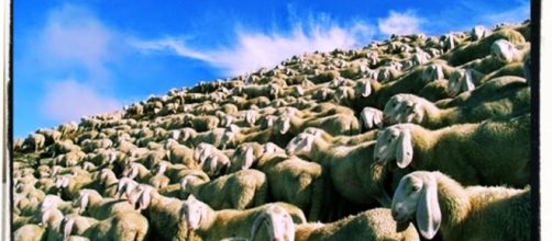 L'allevatore di Ploaghe ha sgozzato barbaramente le sue pecore che non producevano più latte buono.