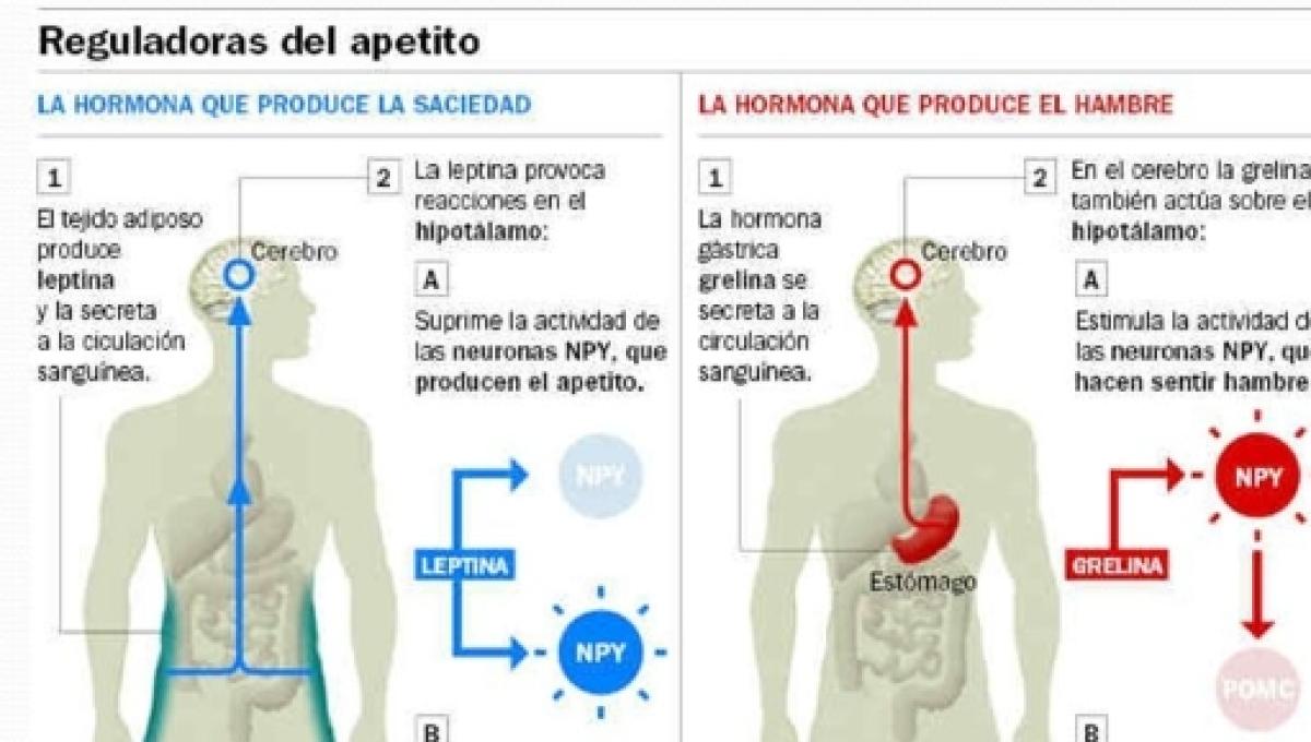 Activar la hormona leptina
