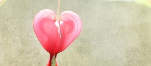 Flower shaped as a heart / Nick Kenrick 1 via Flickr