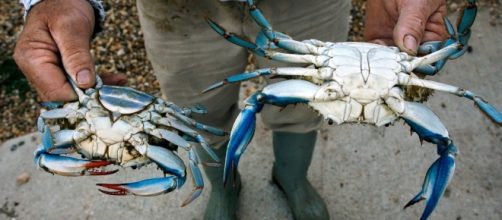 Specie aliene del mare: il granchio blu minaccia il Mediterraneo Centrale - giornaledipuglia.com