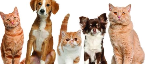 Cuida la salud de tus perros y gatos Cuida la salud de tus perros y gatos
