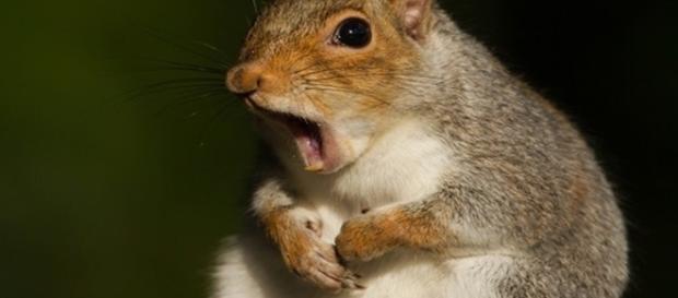Conheça 5 animais que foram acusados de espionagem Conheça 5 animais que foram acusados de espionagem