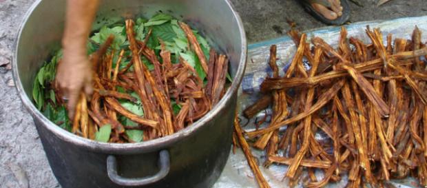 Una fase della preparazione dell'Ayahuasca (http://www.medicinehunter.com/ayahuasca-plant-healing-soul) Una fase della preparazione dell'Ayahuasca (http://www.medicinehunter.com/ayahuasca-plant-healing-soul)