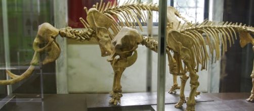 Che vuol dire in Geologia: Elefante Nano - blogspot.com