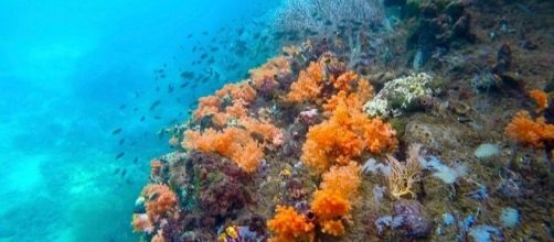 Corals on the sea bed (Image credit – Fabian Lambeck – Wikimedia Commons)