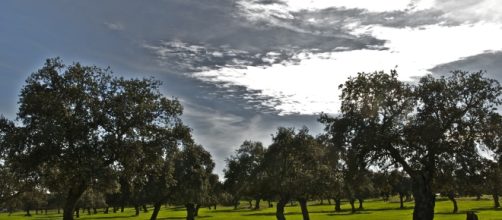 Encina, el árbol predominante de España y de la mayoría de sus comunidades autónomas