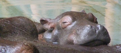 Fiona the baby hippo at Cincinnati Zoo photobombed a couple's engagement. [Image credit: Frank Wouters/Wikimedia/CC BY 2.0]