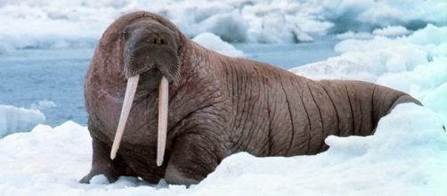 Walruses in the Arctic feature in the first episode [Image: Captain Budd Christman via Wikimedia Commons]