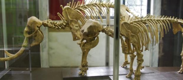 Che vuol dire in Geologia: Elefante Nano - blogspot.com Che vuol dire in Geologia: Elefante Nano - blogspot.com