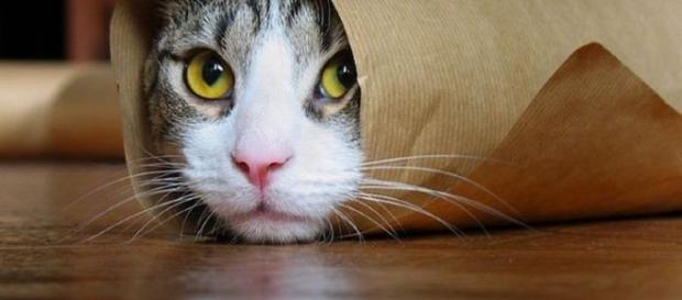 Cosas que no sabías sobre los gatos Cosas que no sabías sobre los gatos