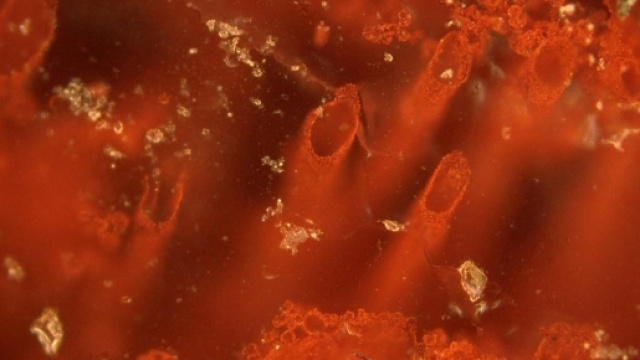 Mongolia: scoperti resti unicellulari - euronews.com