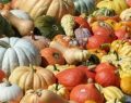 Pumpkin: Surprising recipes for every season