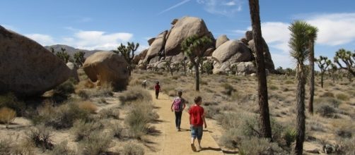 A missing couple who went hiking in California's Joshua Tree national Park was found dead (Image Credit: Ken Lund/Flickr)