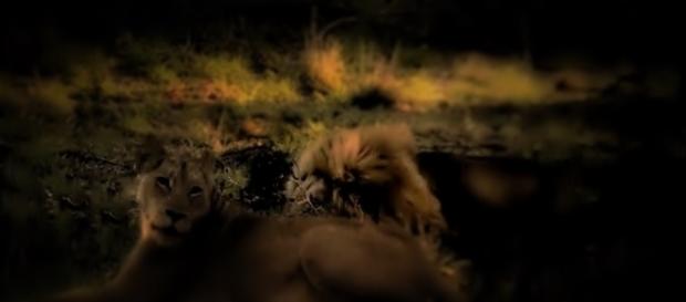 Kruger Natioal park Lions natures brutal ways - image own work Flowers J Kruger Natioal park Lions natures brutal ways - image own work Flowers J