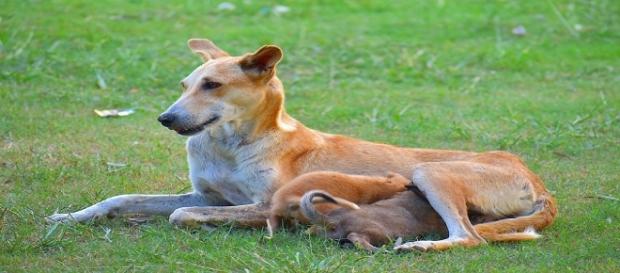 Los perros influyen positivamente en la vida de los humanos. Public Domain. Los perros influyen positivamente en la vida de los humanos. Public Domain.