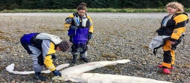 Achada em praia distante do Alasca, animal desperta a curiosidade de pescadores e cientistas (Pen News/Katie McCaffrey) Achada em praia distante do Alasca, animal desperta a curiosidade de pescadores e cientistas (Pen News/Katie McCaffrey)