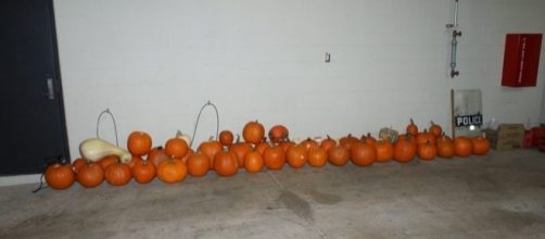 Pumpkin lineup: 3 teenagers stole 48 pumpkins (and one gourd) from stoops in Maryland Heights [Image courtesy Maryland Heights Police]