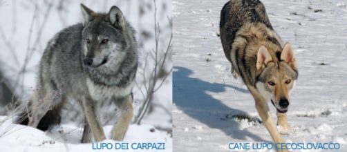 Differenze tra lupo e cane lupo Cecslovacco - Lupi del Montale - canelupo-cecoslovacco.it