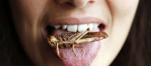 Il Parlamento europeo approva gli insetti a tavola - lacucinaitaliana.it