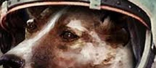 La cagnolina Laika fu il primo essere vivente nello spazio