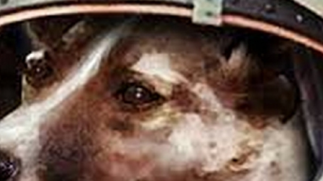 La cagnolina Laika fu il primo essere vivente nello spazio