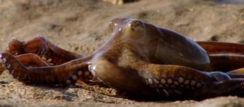 Dozens of octopuses walked onto the beach in Wales. [Image credit: BBC Earth/YouTube]