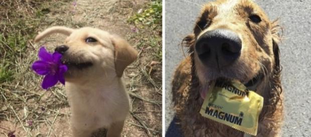 Esses animais trouxeram presentes inusitados à seus donos. Esses animais trouxeram presentes inusitados à seus donos.