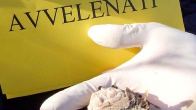 Recoaro, allarme bocconi avvelenati: morti sei cani in pochi giorni - vicenzatoday.it