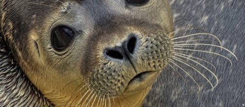 Seal ends up on Alaska airport runway. (Photo via: Alaska/Pixabay)