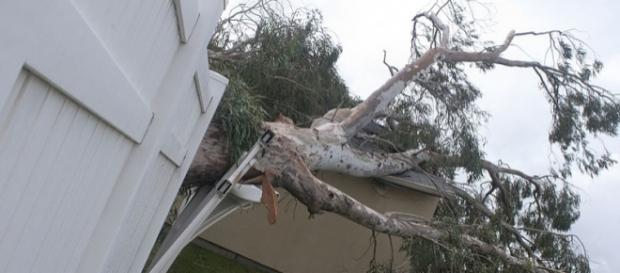 Hurricane Sandy uproots a tree (Image credit - Brett Perkins - Wikimedia Commons) Hurricane Sandy uproots a tree (Image credit - Brett Perkins - Wikimedia Commons)