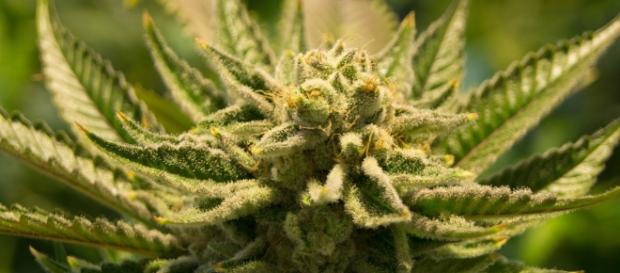 Marijuana taxes will encourage illegal sales. Photo from Pixabay.com, Creative Commons license Marijuana taxes will encourage illegal sales. Photo from Pixabay.com, Creative Commons license