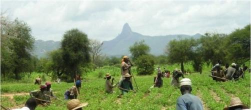 Contadini dell'Africa subsahariana alle prese durante un raccolto.