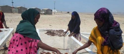 Donne somale durante le attività di essicazione del pesce.