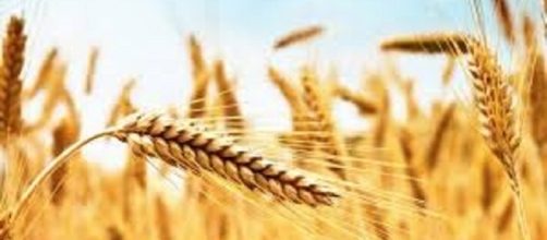Report, il grano viene dal Canada e contiene glifosato