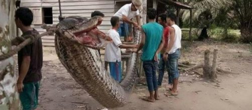 A man survived an attempt to capture a 23ft reticulated python in Indonesia [Image: YouTube/Cold Stone]