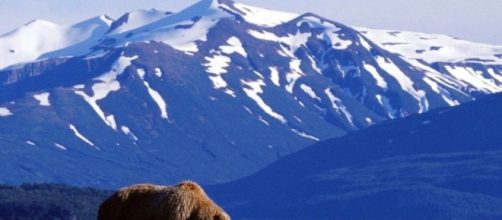 É no Alasca que se encontra uma das maiores populações de ursos do planeta