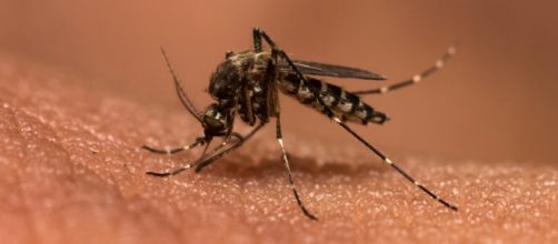La malaria è in Italia, ma nessun allarmismo
