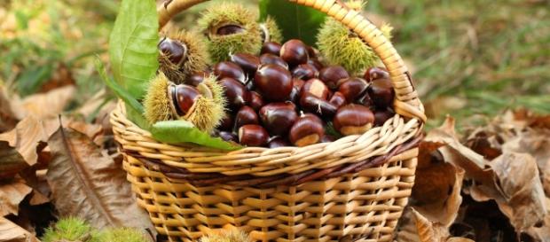 autunno è tempo di castagne, edo blog-1650 1152 autunno è tempo di castagne, edo blog-1650 1152