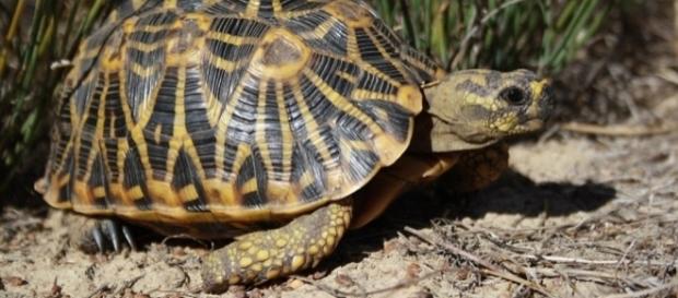 Tartaruga estrela birmanesa luta contra a extinção Tartaruga estrela birmanesa luta contra a extinção