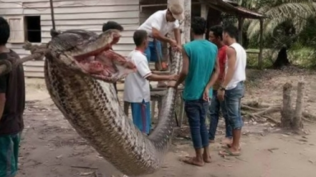 Il pitone reticolato di 7 metri ucciso e macellato in Indonesia