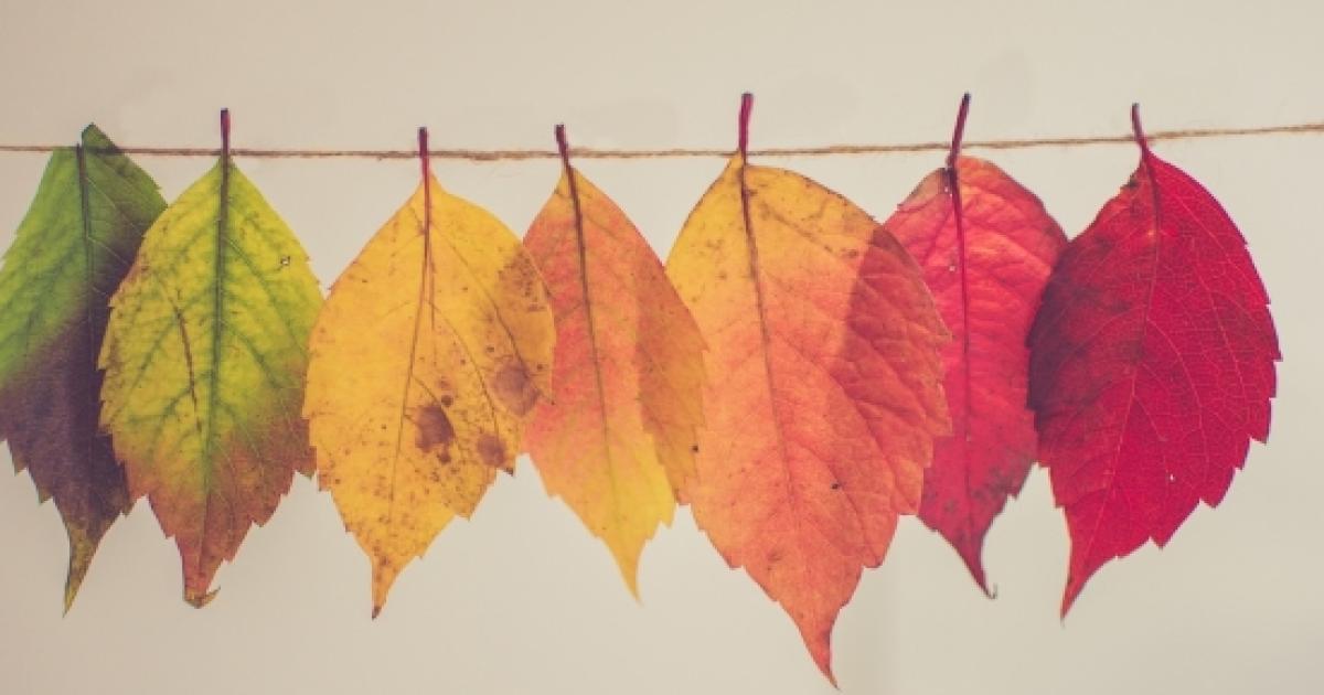 I Colori Delle Foglie In Autunno
