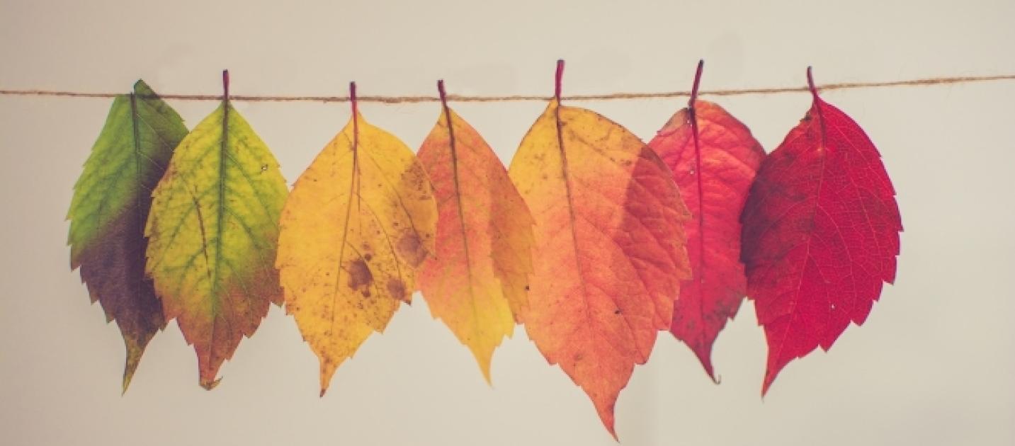 e dautunno sugli alberi il colore delle foglie eva lo sapeva evalosapeva