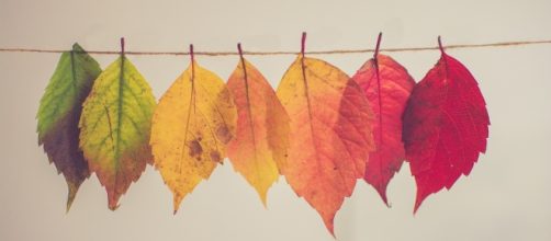 Come d'autunno sugli alberi il colore delle foglie | Eva lo sapeva - evalosapeva.com